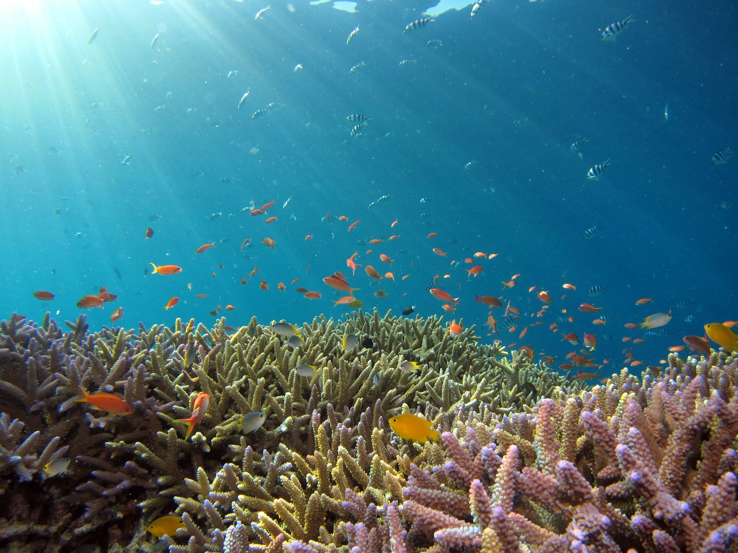 Scuba diving photo 3
