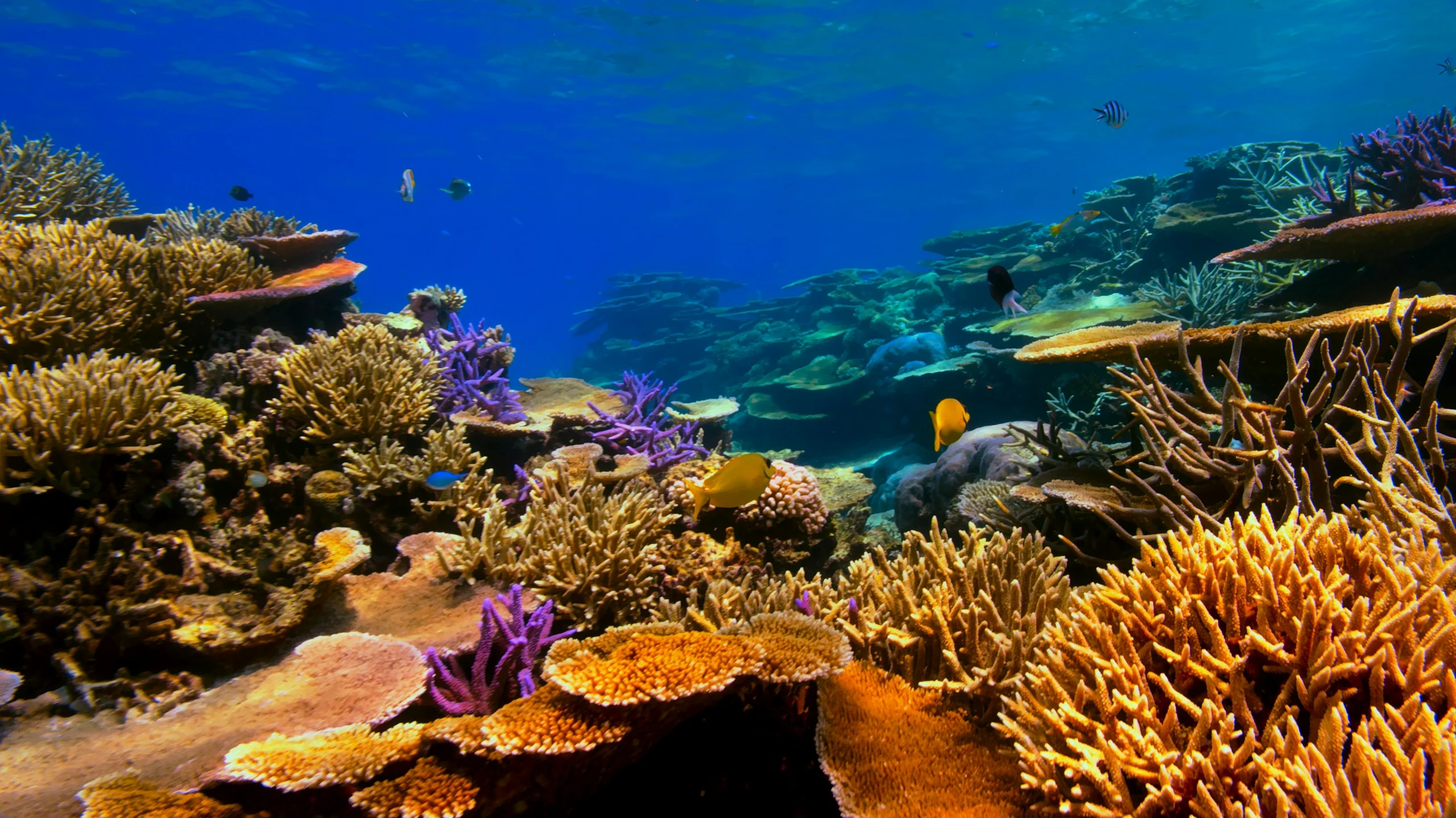 Scuba diving photo 8